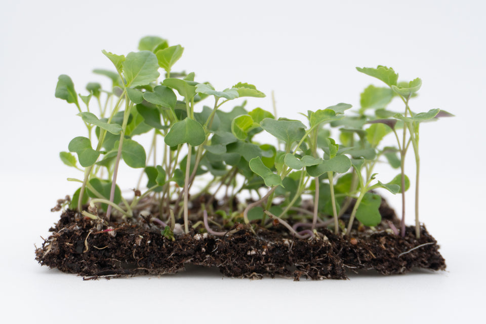 Microgreen Broccoli Organic