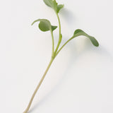 Microgreen Broccoli Organic