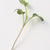 Microgreen Broccoli Organic