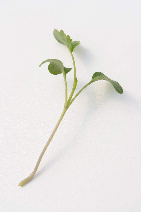 Microgreen Broccoli Organic