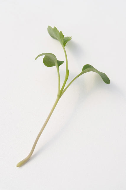 Microgreen Broccoli Organic