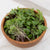 Microgreen Kale Seeds