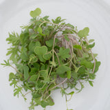 Microgreen Kale Seeds