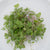 Microgreen Kale Seeds