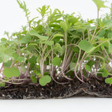 Microgreen Kale Seeds