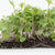 Microgreen Kale Seeds