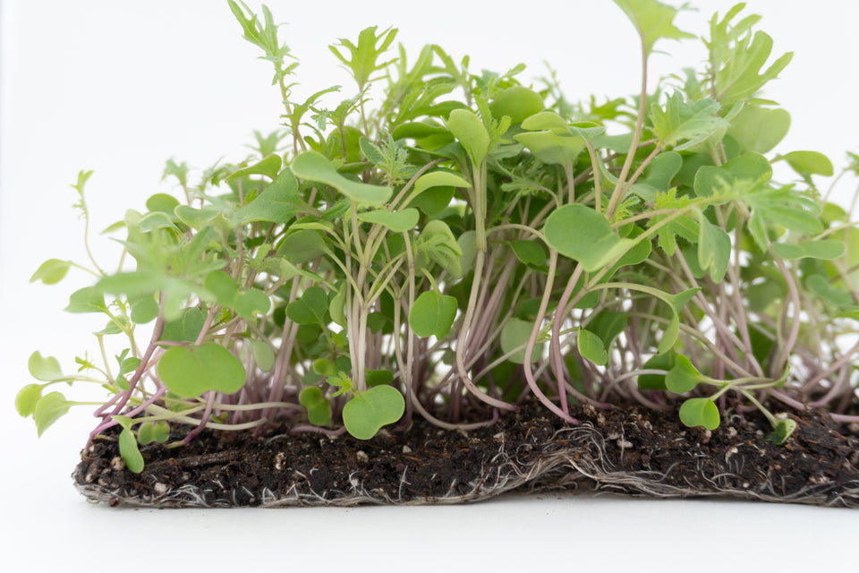 Microgreen Kale Seeds
