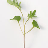 Microgreen Kale Seeds