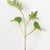 Microgreen Kale Seeds