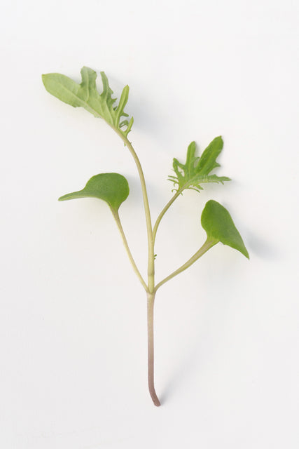 Microgreen Kale Seeds