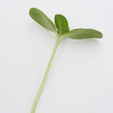 Microgreen Sunflower Seeds Organic