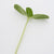 Microgreen Arugula Seeds