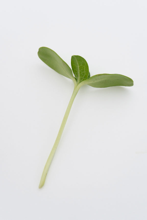 Microgreen Sunflower Seeds Organic