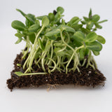 Microgreen Sunflower Seeds Organic