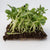 Microgreen Sunflower Seeds Organic
