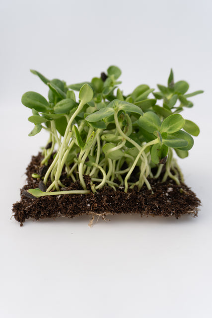 Microgreen Sunflower Seeds Organic