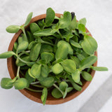 Microgreen Sunflower Seeds Organic