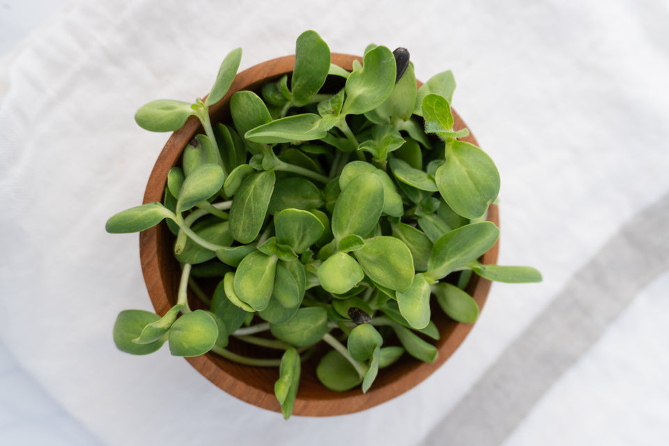 Microgreen Sunflower Seeds Organic