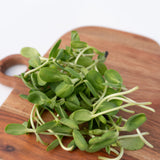 Microgreen Sunflower Seeds Organic