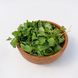 Microgreen Arugula Seeds