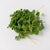 Microgreen Arugula Seeds