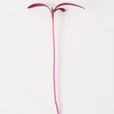 Microgreen Amaranth Seeds