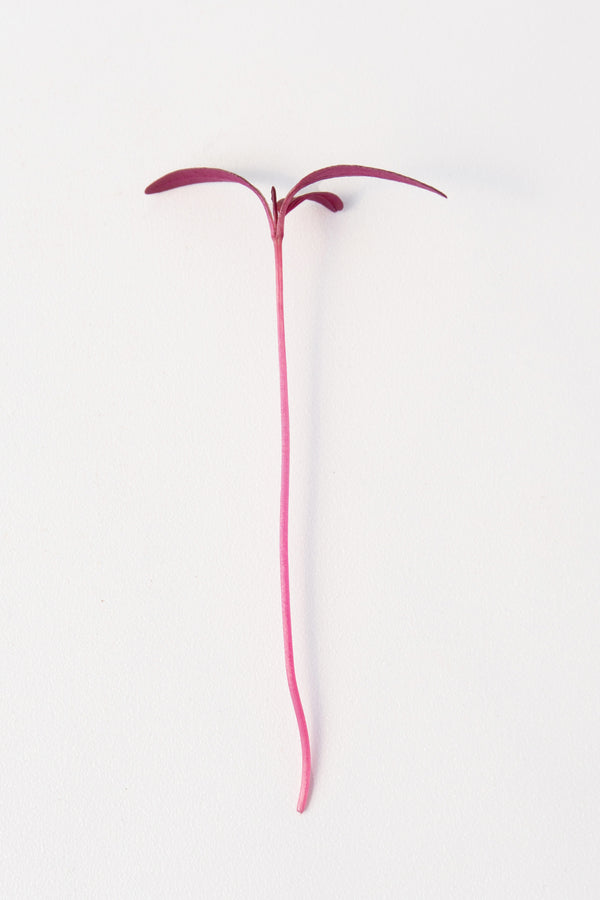 Microgreen Amaranth Seeds