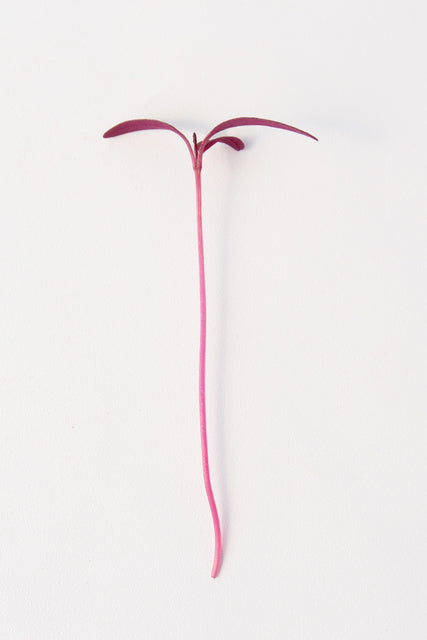 Microgreen Amaranth Seeds