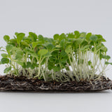 Microgreen Pac Choi Seeds