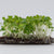 Microgreen Pac Choi Seeds