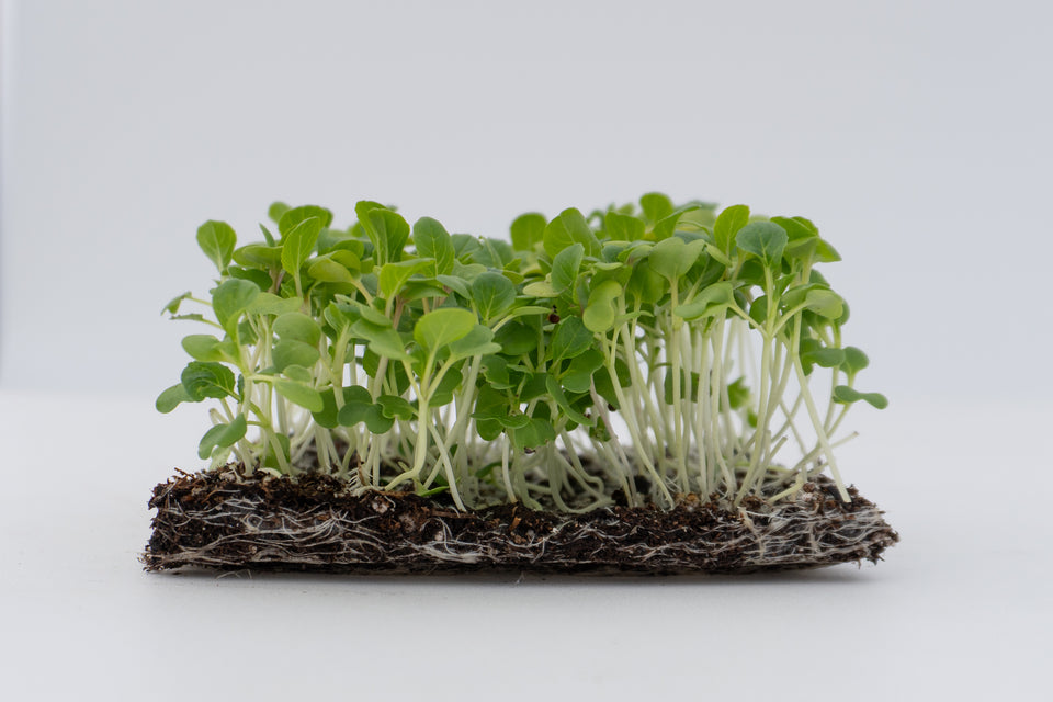 Microgreen Pac Choi Seeds