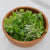 Microgreen Pac Choi Seeds