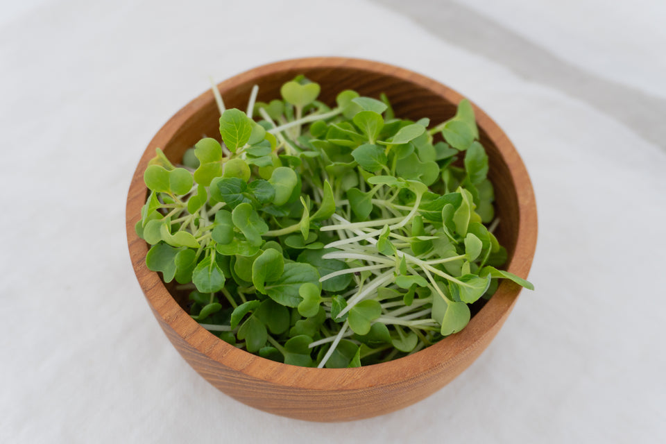 Microgreen Pac Choi Seeds