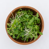 Microgreen Pac Choi Seeds