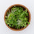 Microgreen Pac Choi Seeds