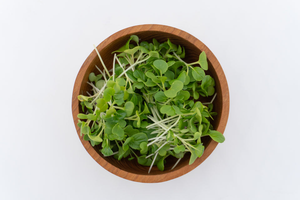 Microgreen Pac Choi Seeds