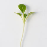 Microgreen Pac Choi Seeds