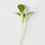 Microgreen Pac Choi Seeds