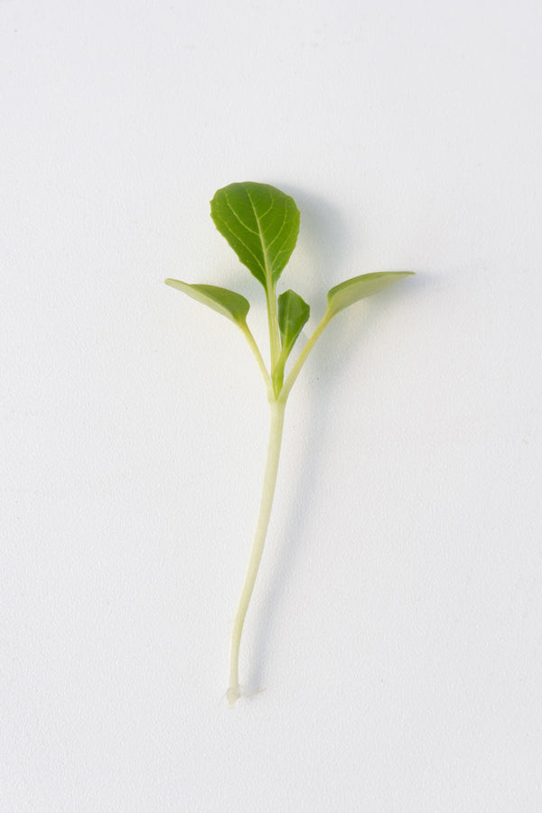 Microgreen Pac Choi Seeds