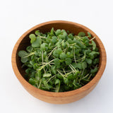 Microgreen Mustard Seeds