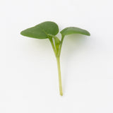 Microgreen Mustard Seeds