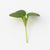 Microgreen Mustard Seeds
