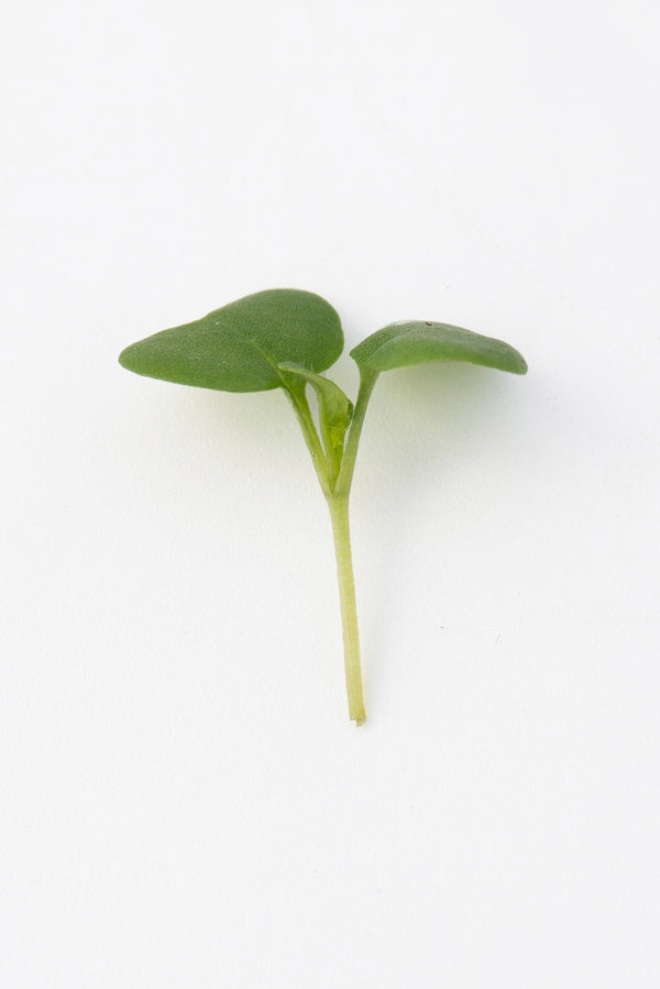 Microgreen Mustard Seeds