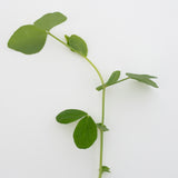 Microgreen Pea Shoots