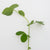 Microgreen Pea Shoots