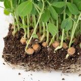 Microgreen Pea Shoots