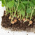 Microgreen Pea Shoots