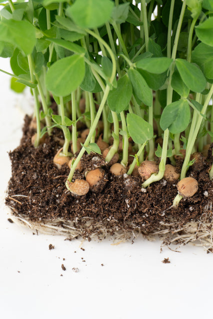 Microgreen Pea Shoots