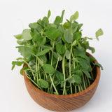 Microgreen Pea Shoots
