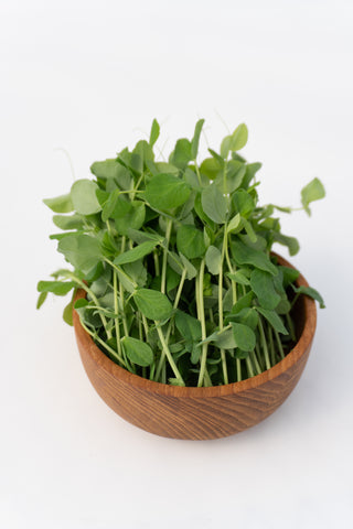 Indoor Growing